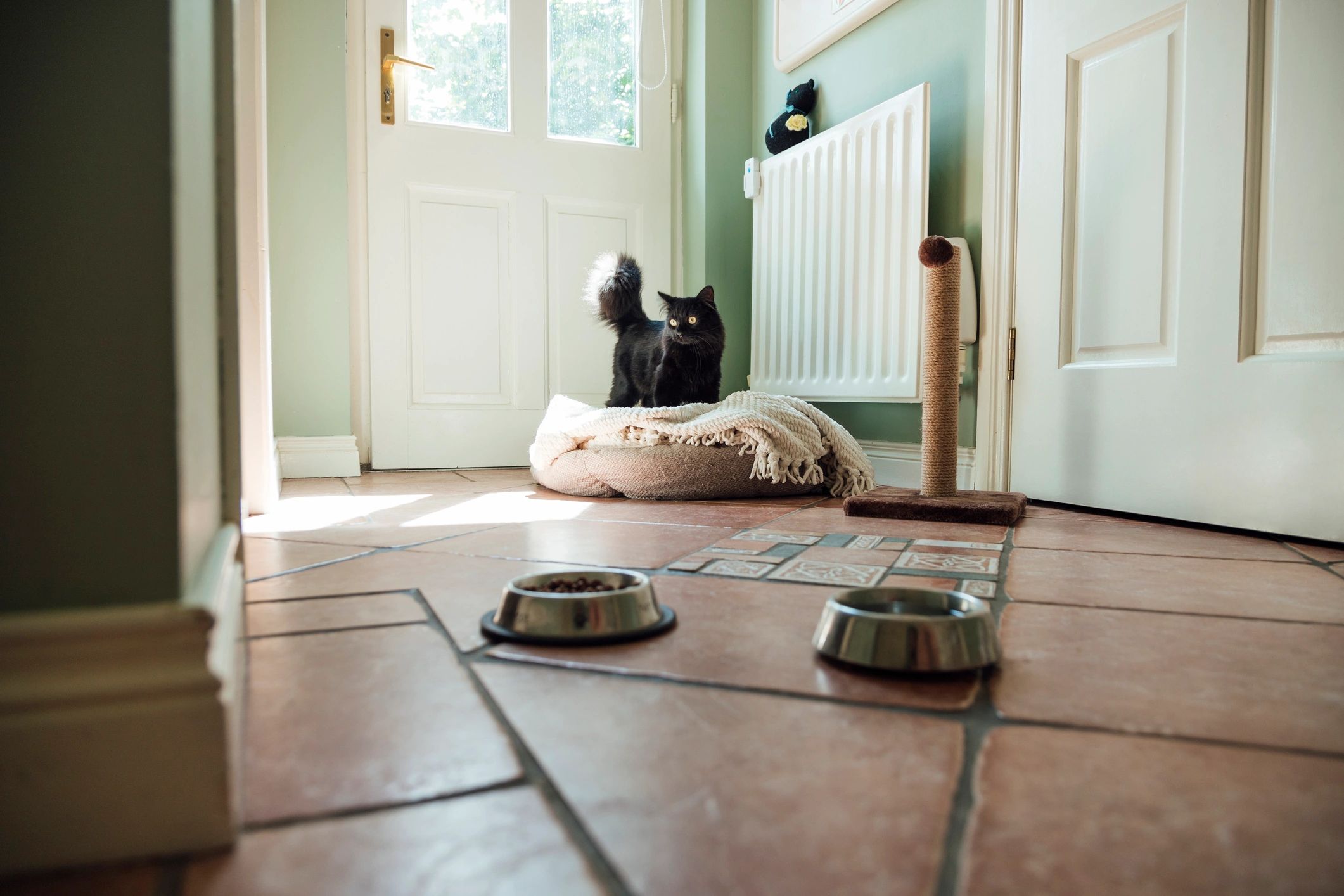 Black cat standing comfortably in a cozy home setting