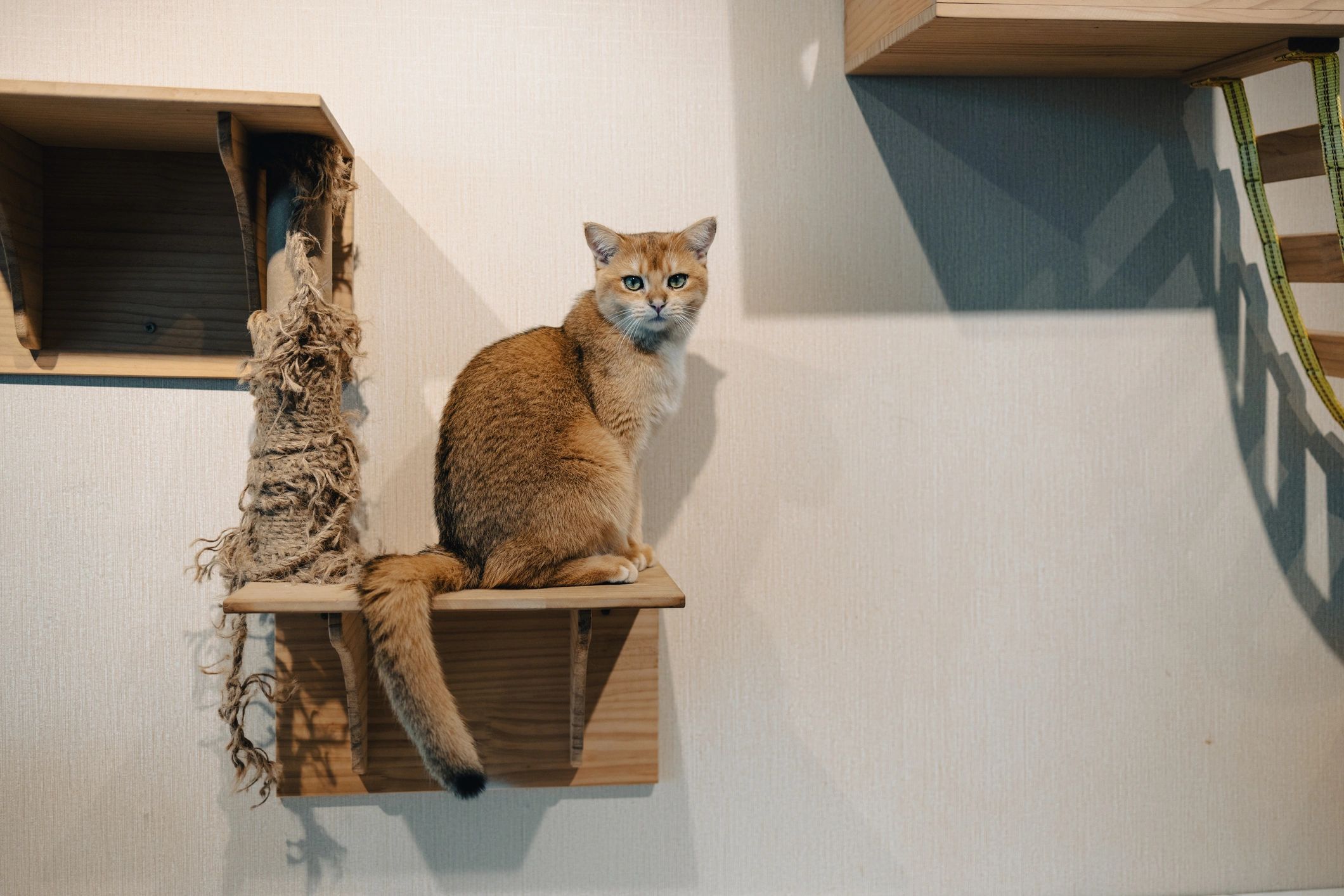 Orange tabby cat in a comfortable domestic setting