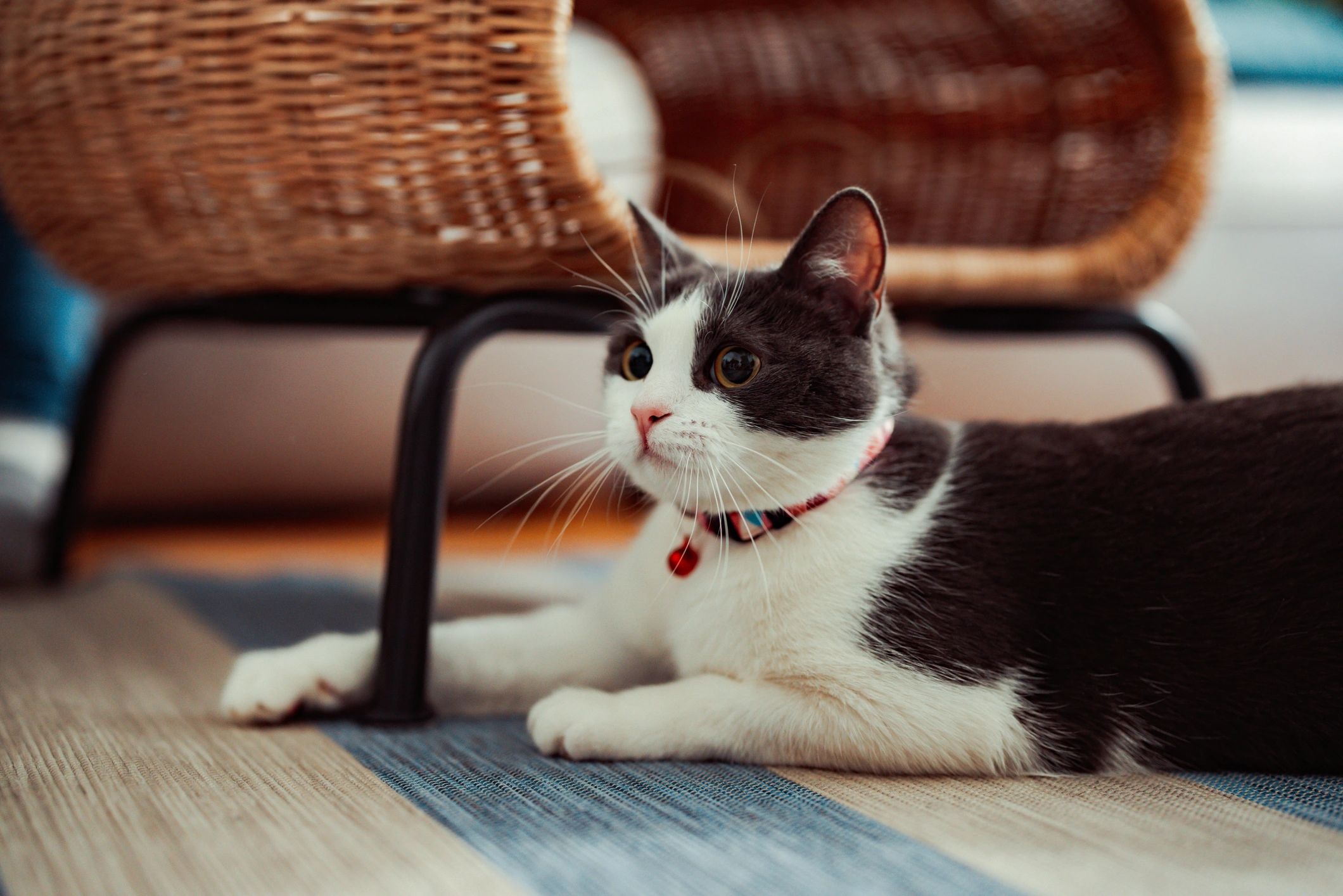 Relaxed grey and white cat resting on the floor