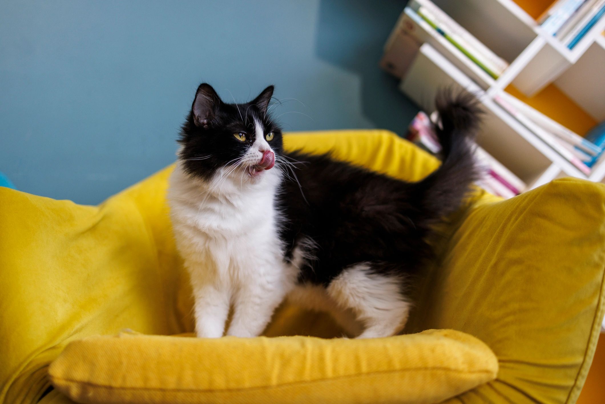 Cat relaxing on a sofa indoors