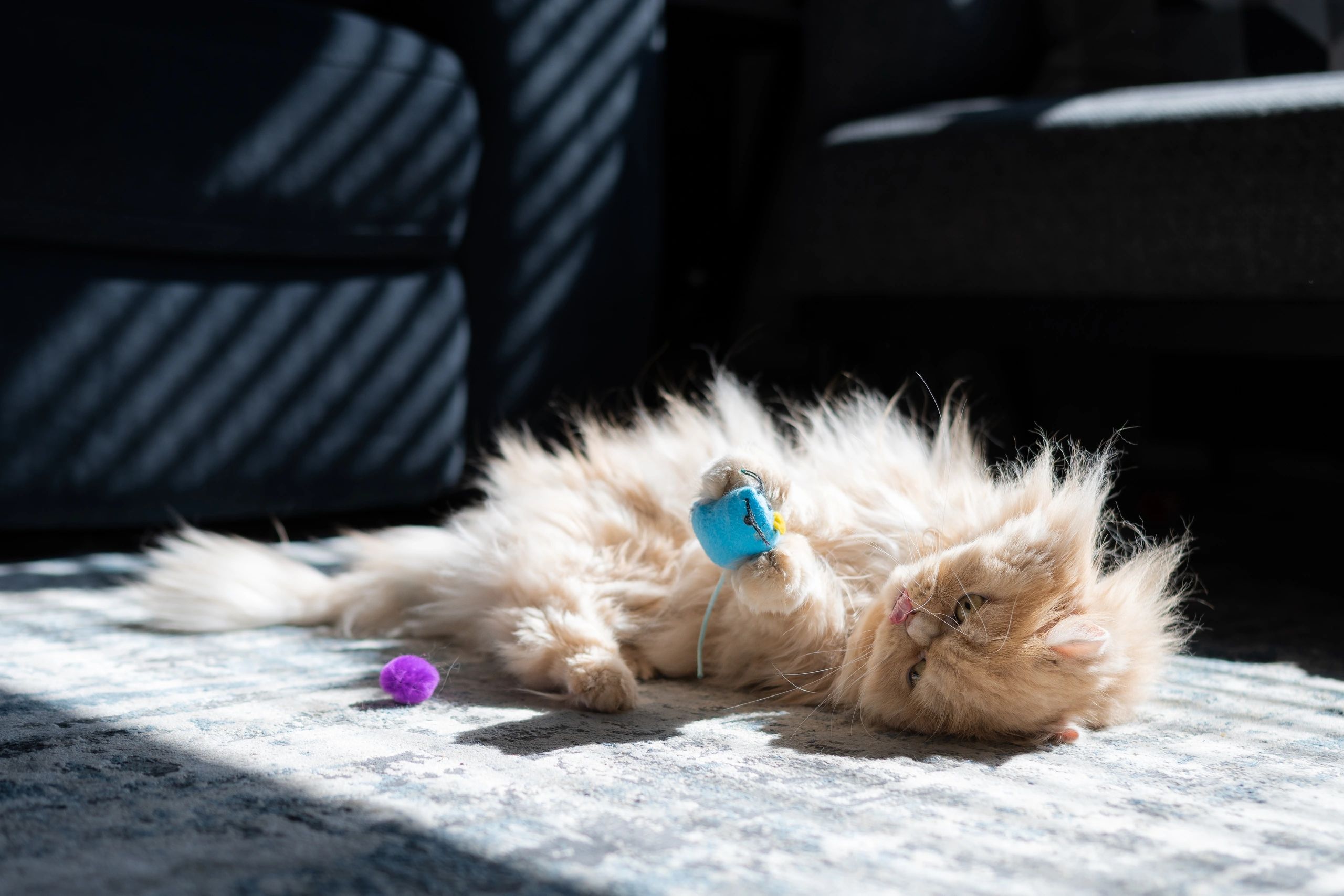 Persian cat playing indoors