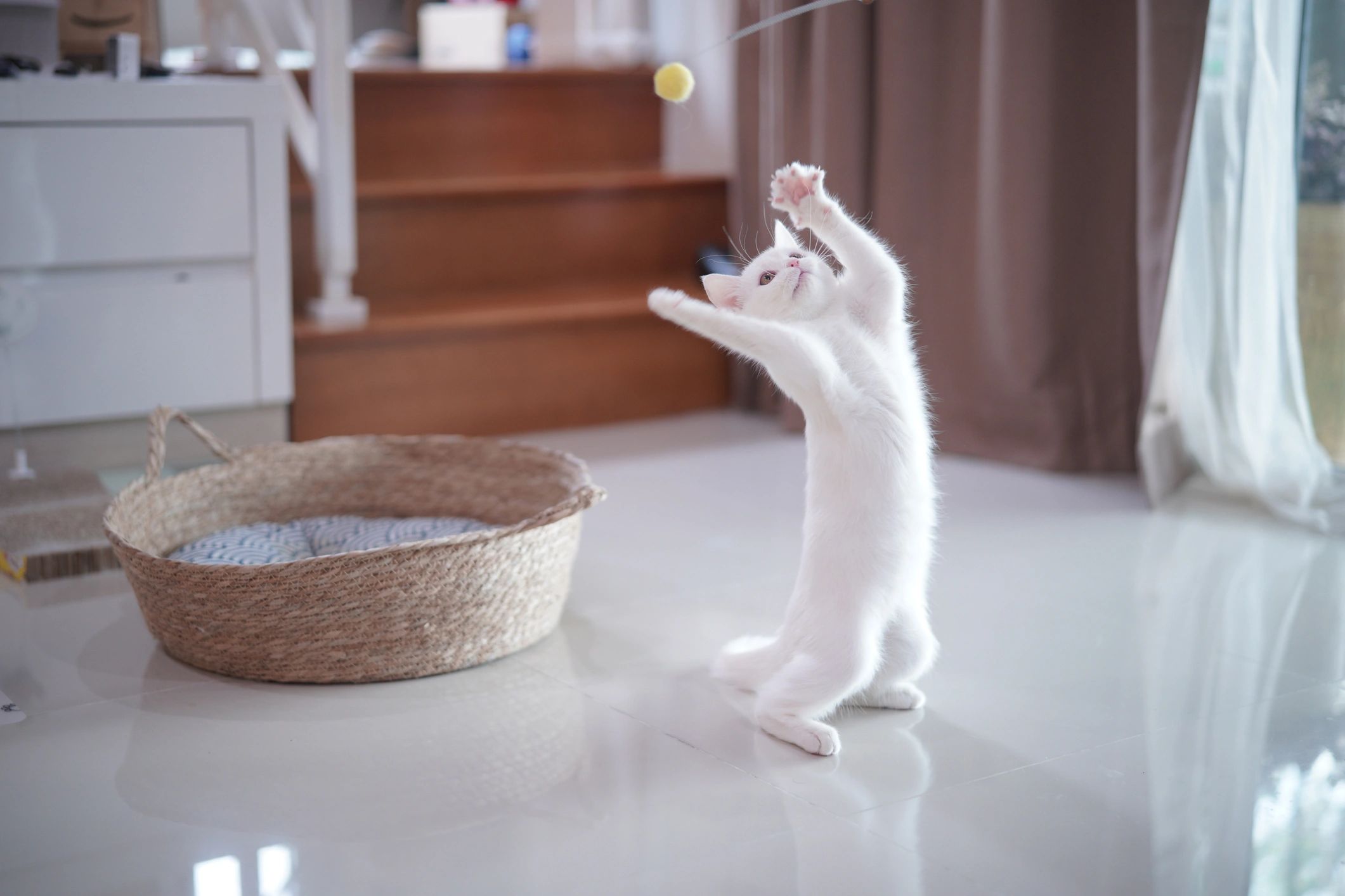 Kitten playing indoors in a bright home environment
