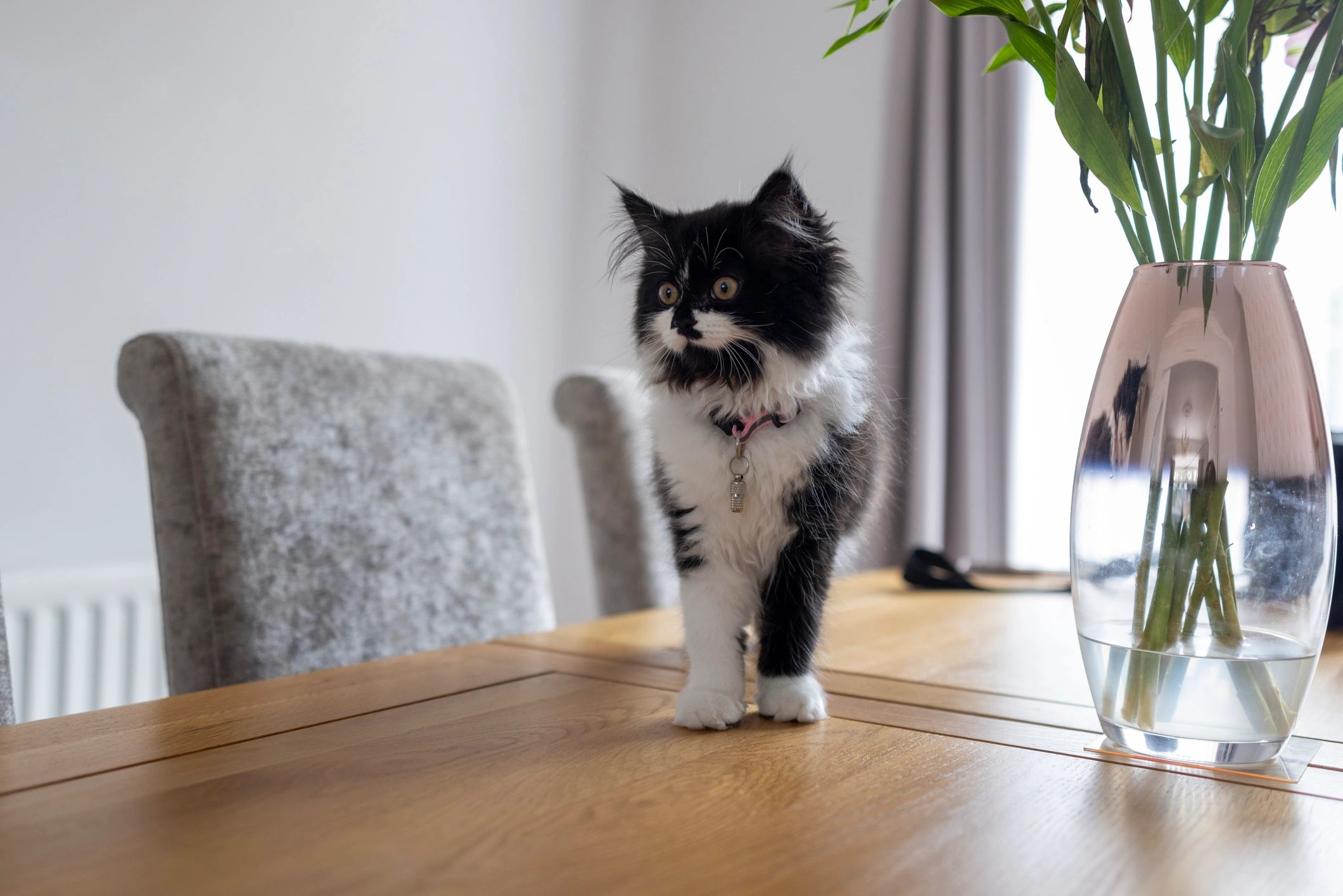 Black and white kitten in a cozy home interior
