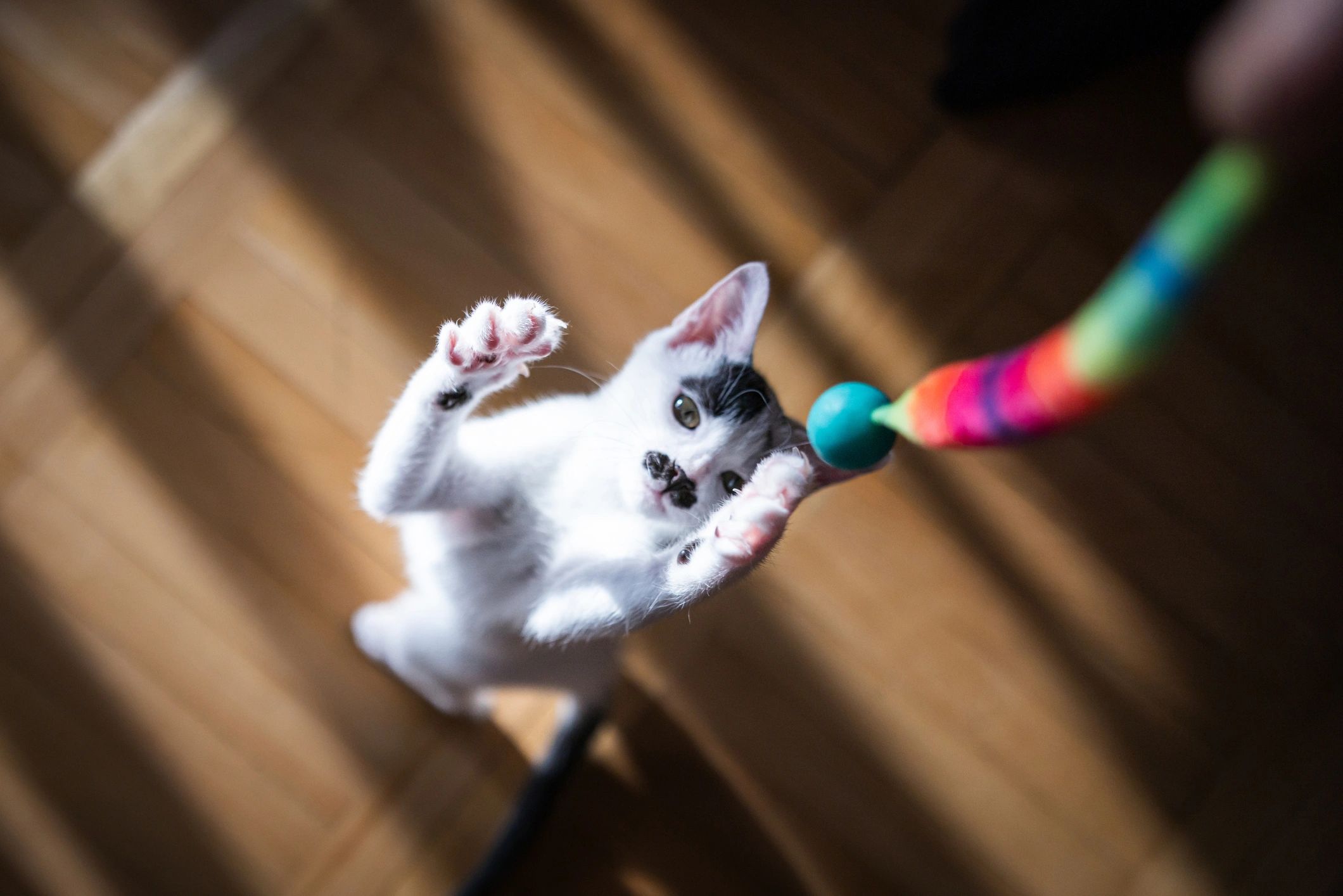 White kitten indoors