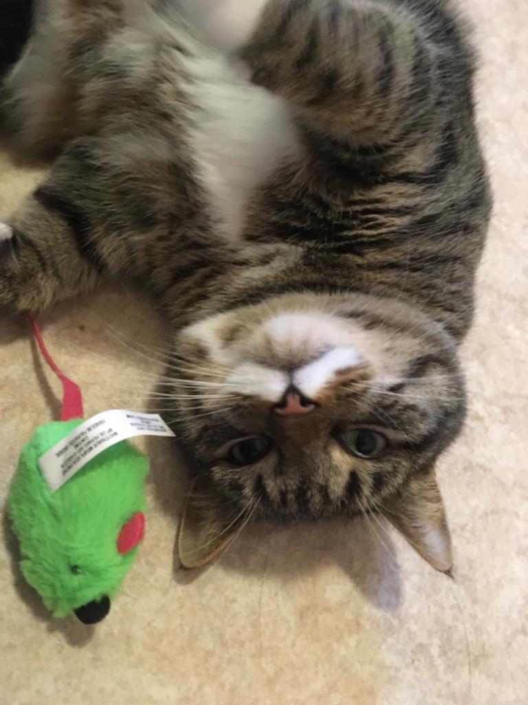 Cat enjoying a cozy indoor space