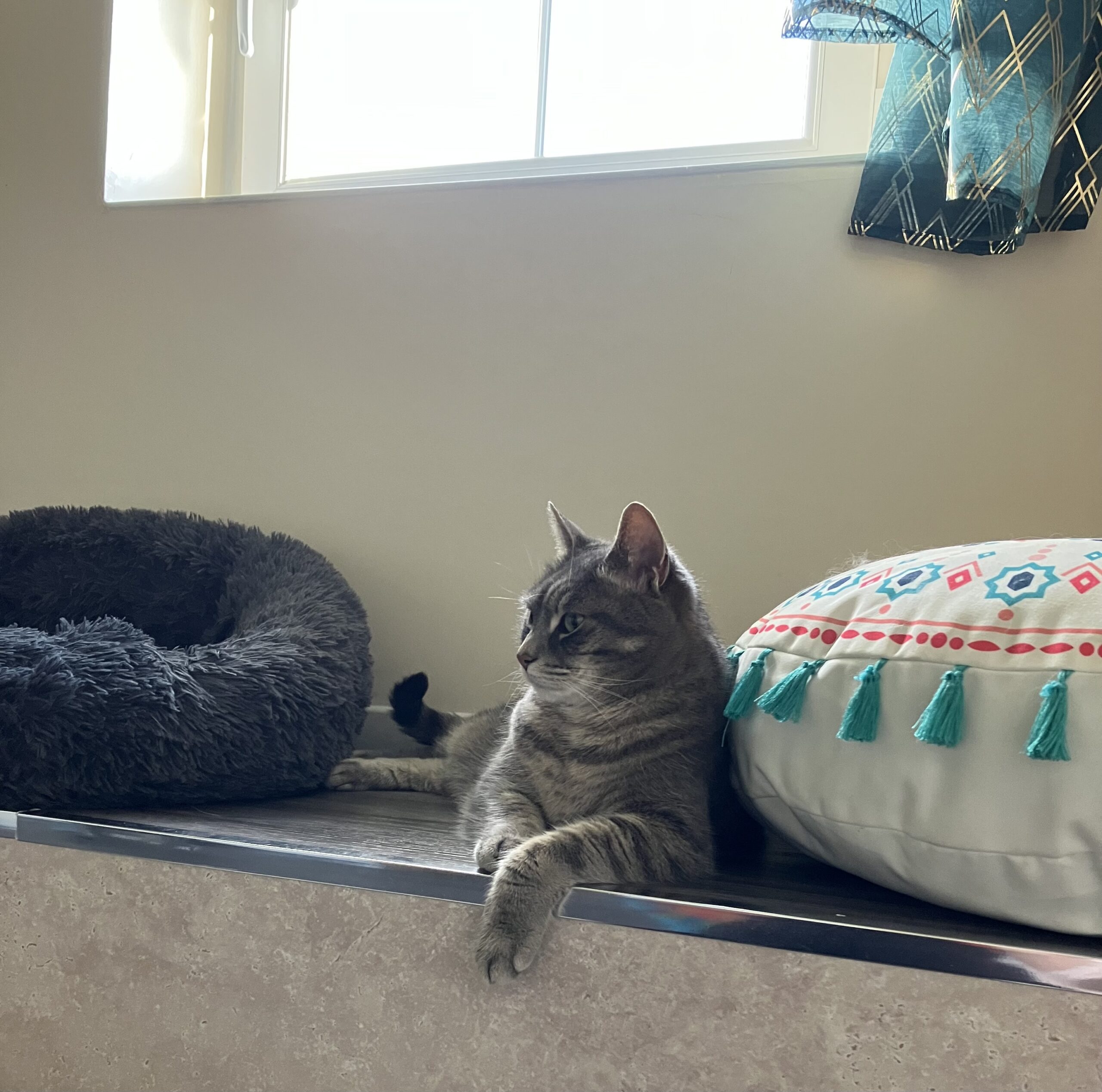Happy cat in a warm home-from-home setting