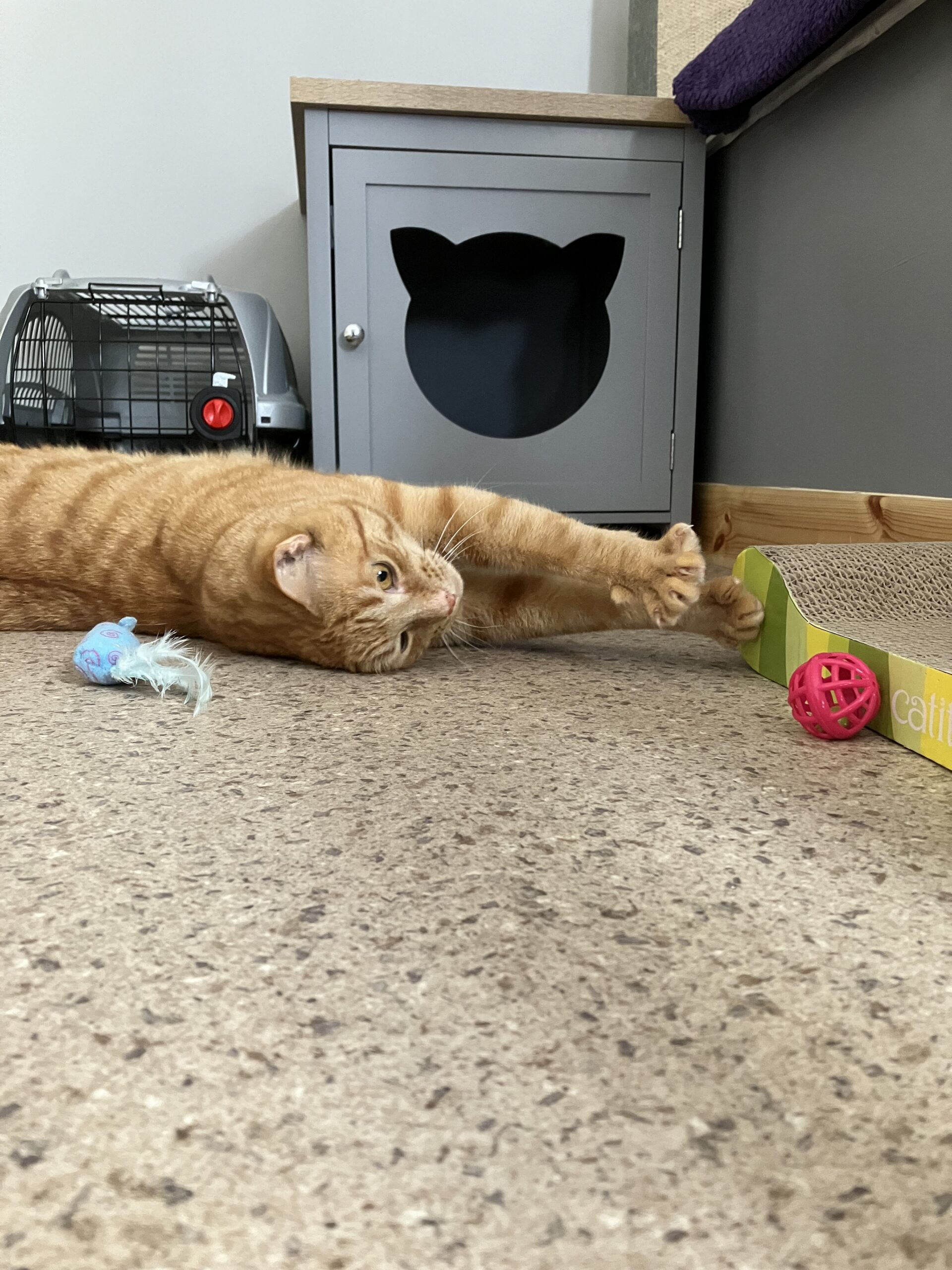 Cat relaxing comfortably at the cat hotel