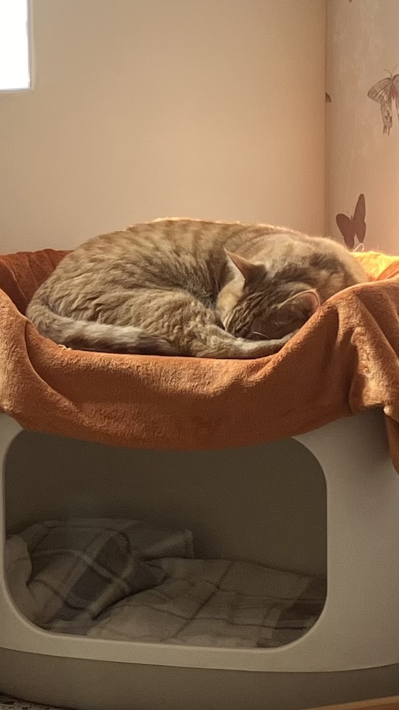 Content cat enjoying its stay at the cat hotel