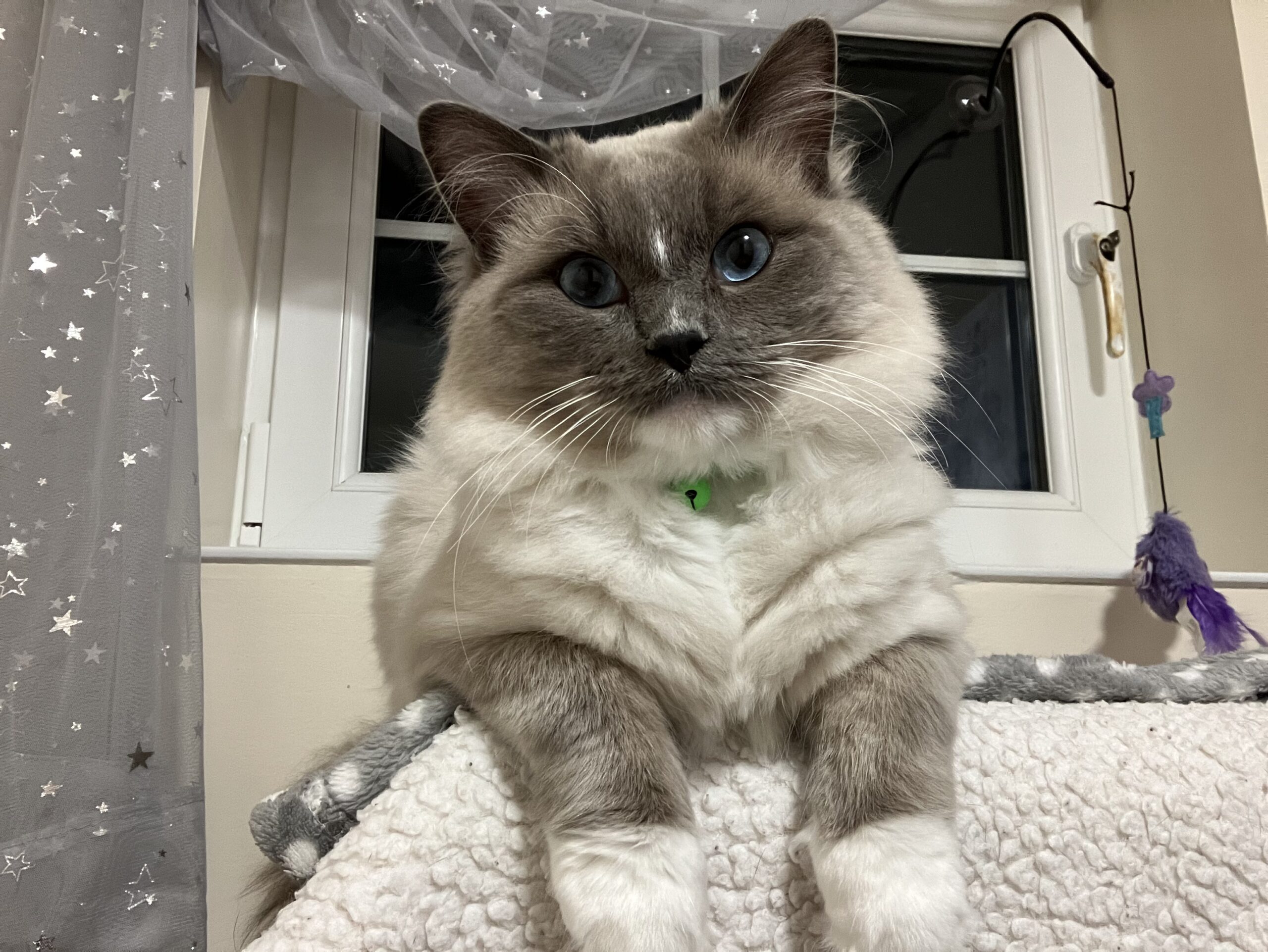 Cat relaxing comfortably at the cat hotel